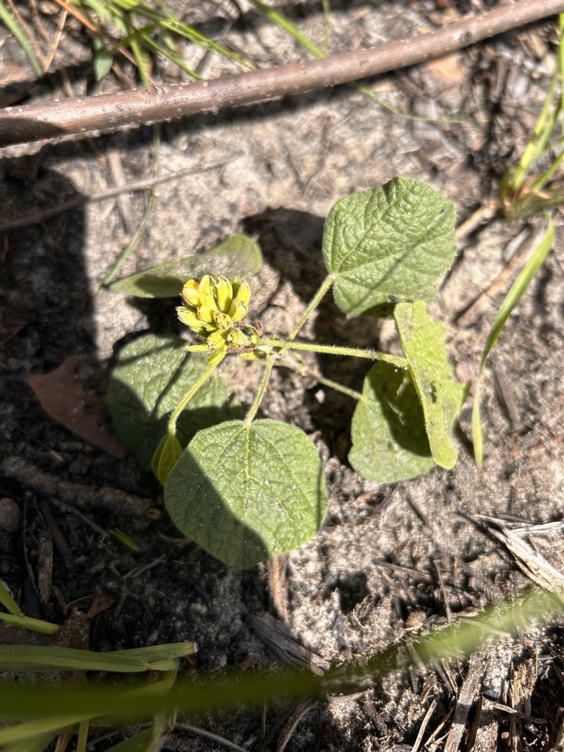 Dollarleaf photo 5