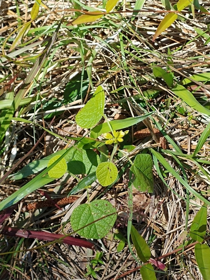 Dollarleaf photo 6