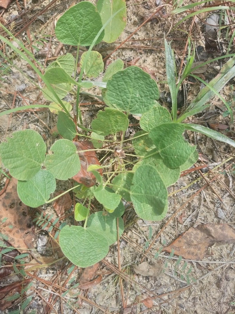 Dollarleaf photo 7
