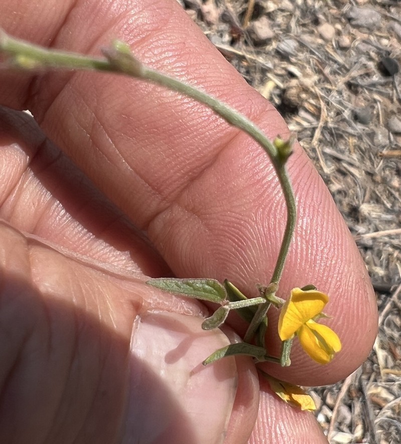 Texas Snoutbean photo 2
