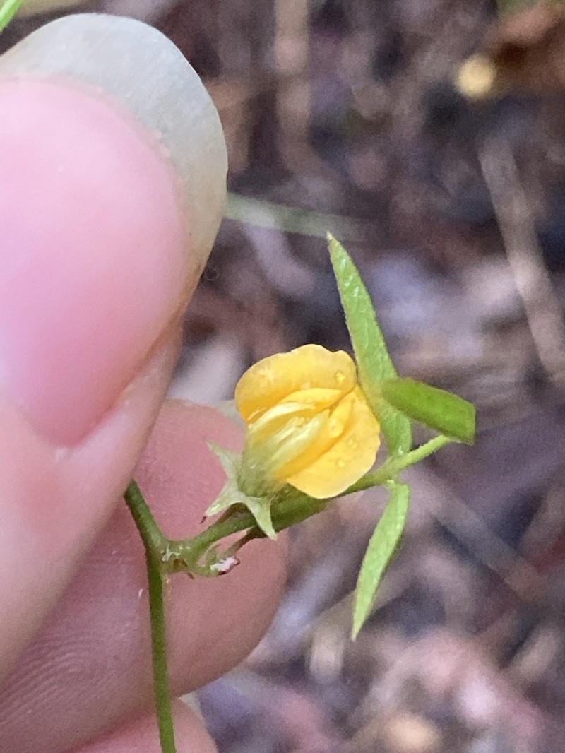 Texas Snoutbean photo 3