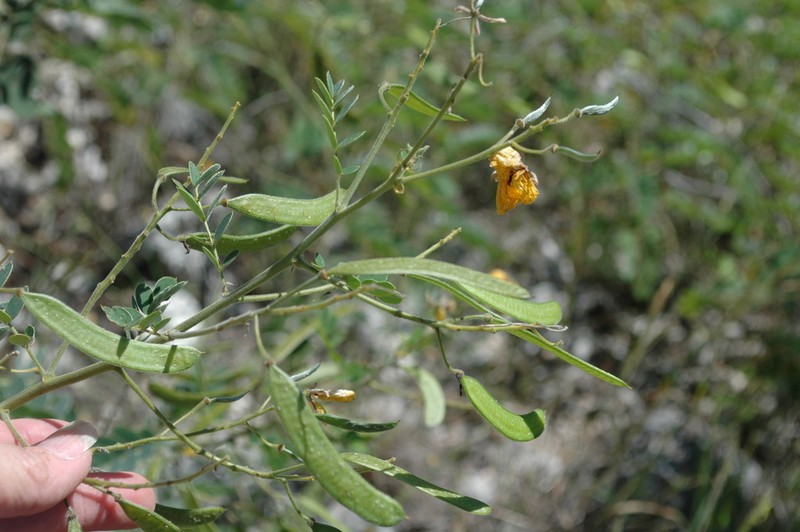 Texas Snoutbean photo 6