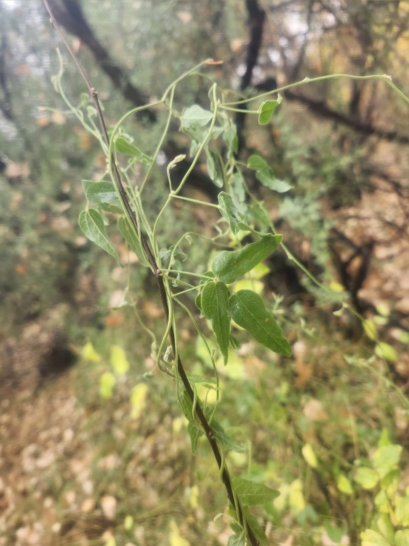 Texas Snoutbean photo 7