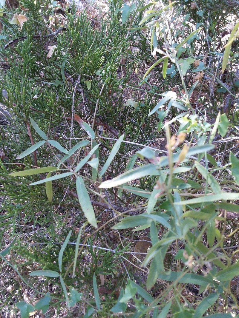 Texas Snoutbean photo 8