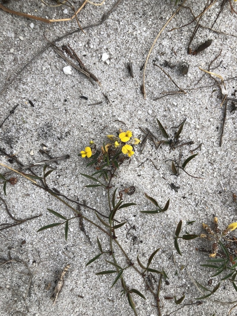 Rhynchosia smithiana
