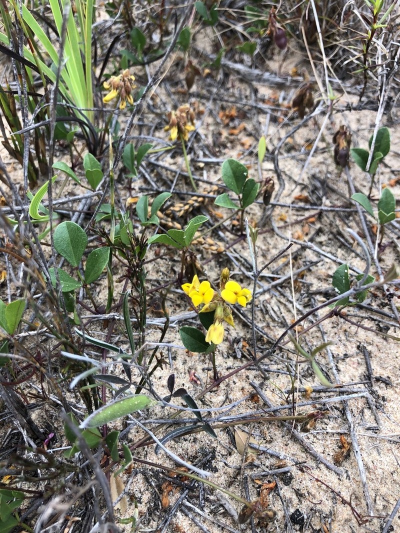 Rhynchosia smithiana photo 2