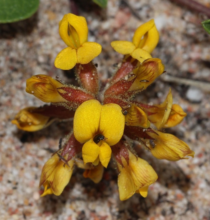 Rhynchosia smithiana photo 3