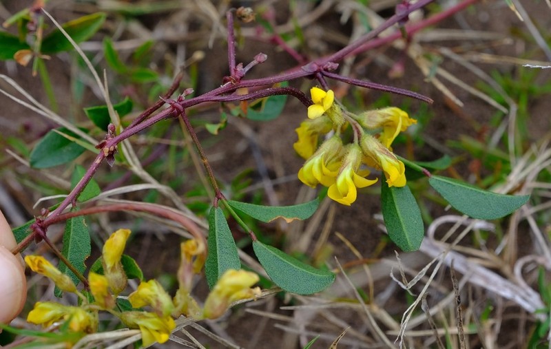Rhynchosia smithiana photo 4