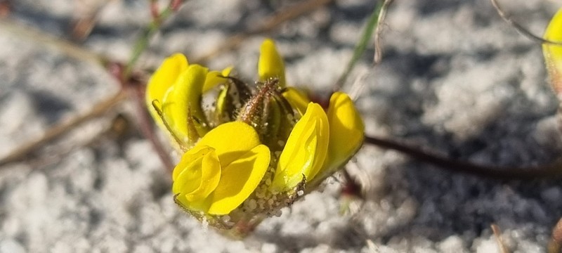 Rhynchosia smithiana photo 5