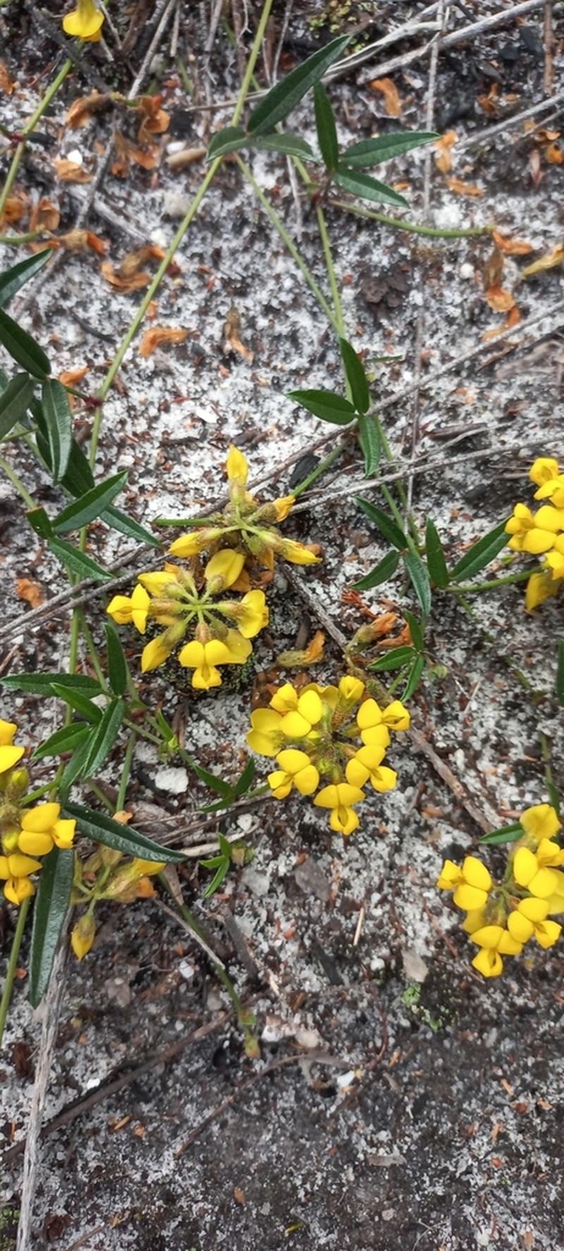 Rhynchosia smithiana photo 6