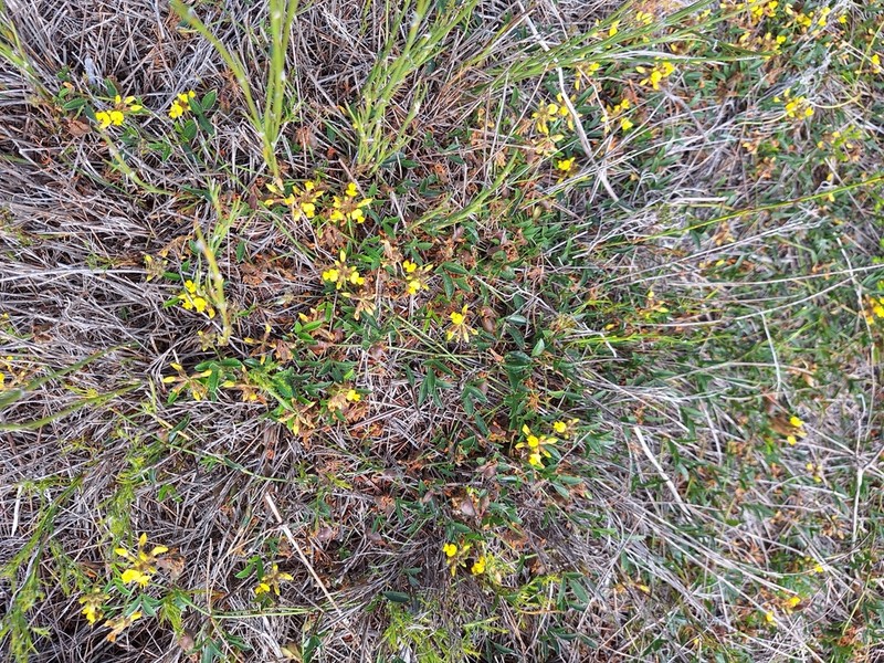 Rhynchosia smithiana photo 7