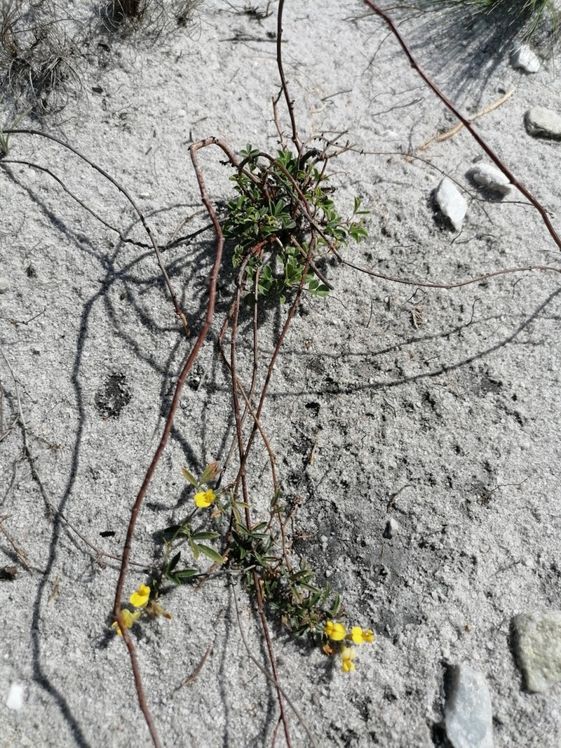 Rhynchosia smithiana photo 8