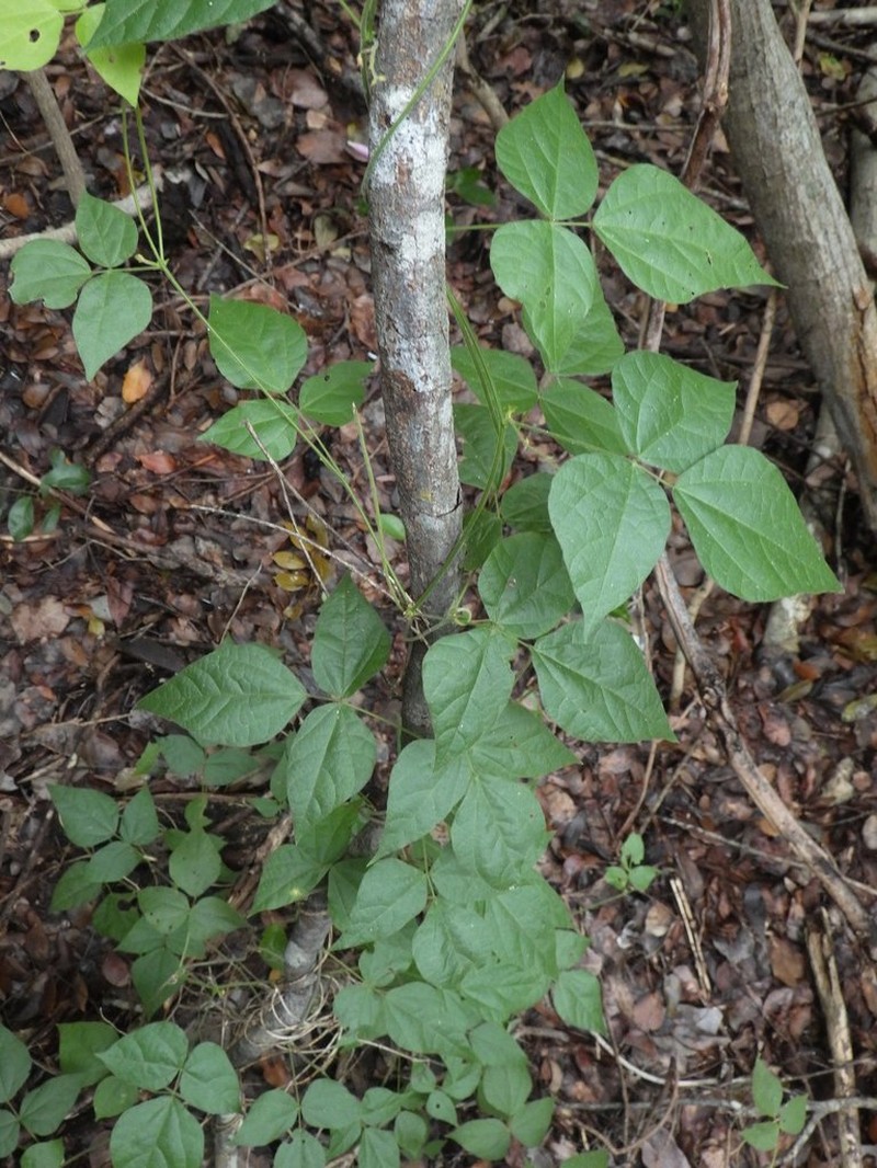 Swartz's Snoutbean photo 3