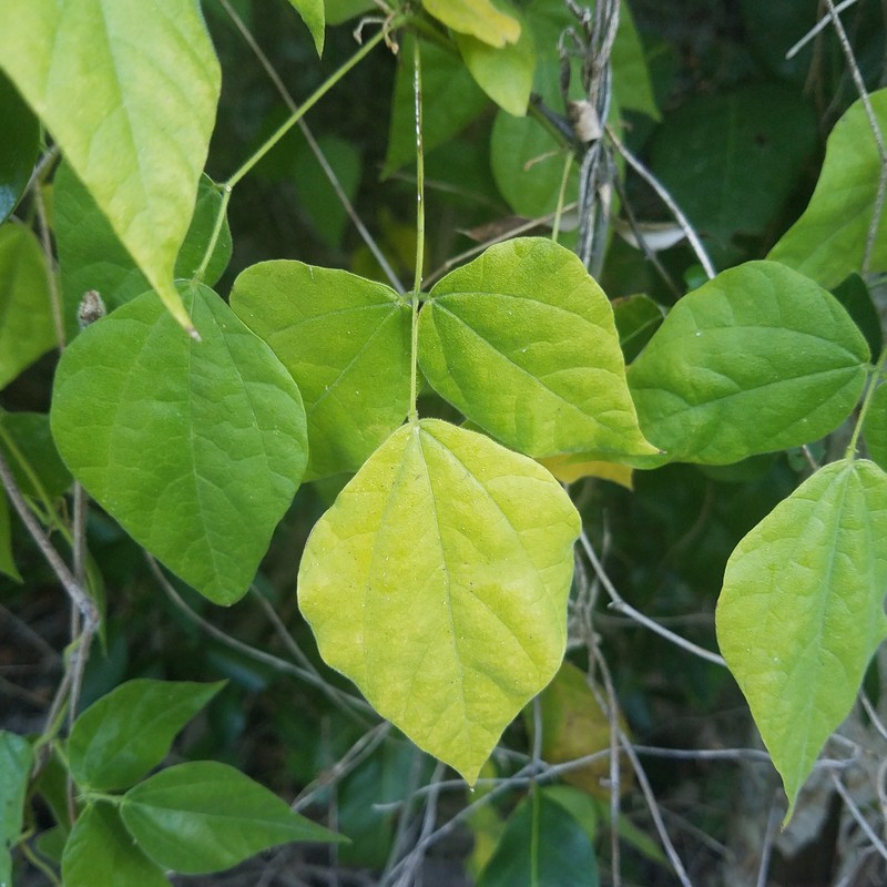 Swartz's Snoutbean photo 7