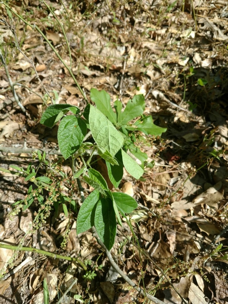 Twining Snoutbean photo 3
