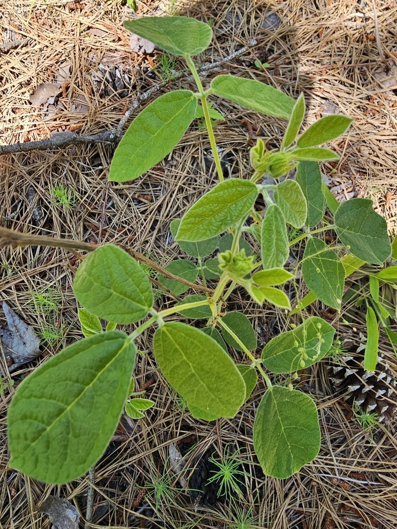 Twining Snoutbean photo 4