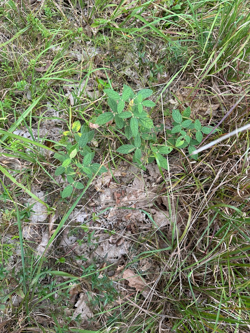 Twining Snoutbean photo 6