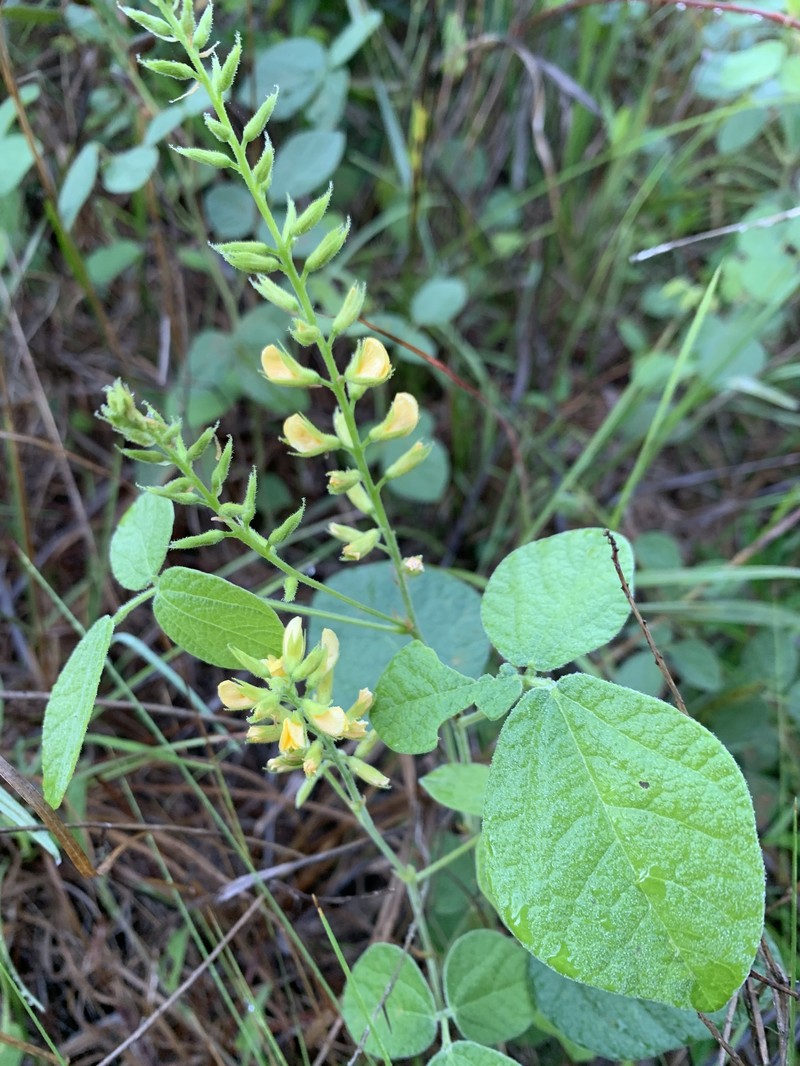 Rhynchosia tomentosa var. mollissima