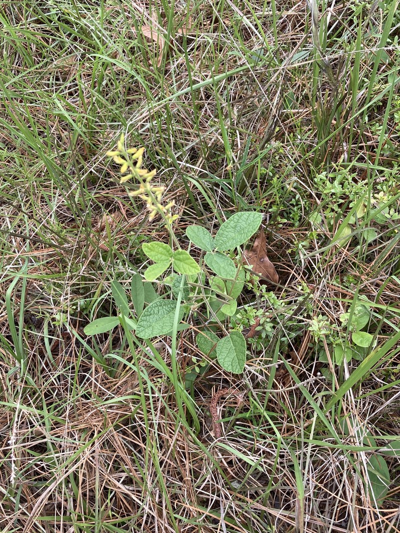 Rhynchosia tomentosa var. mollissima photo 2