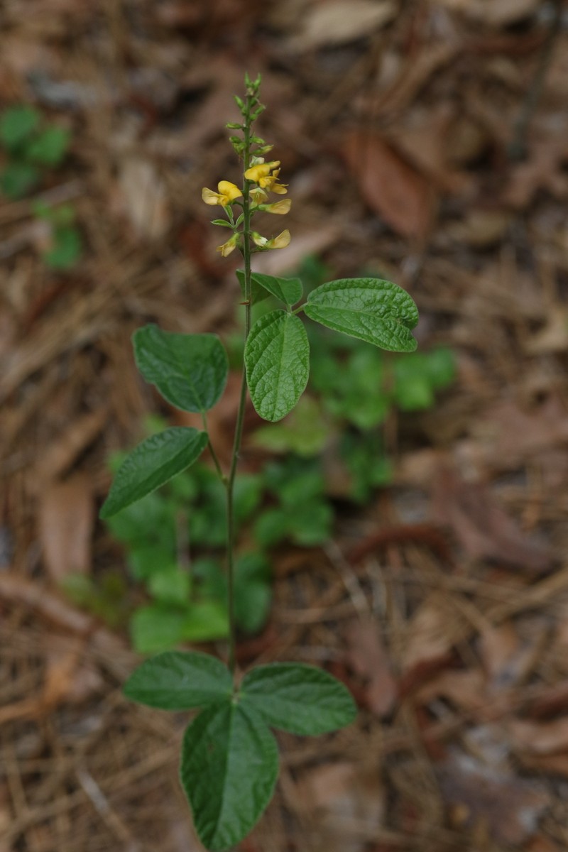 Rhynchosia tomentosa var. mollissima photo 3