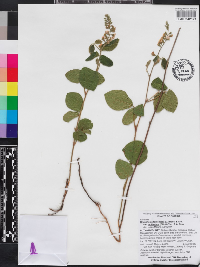 Rhynchosia tomentosa var. mollissima photo 4