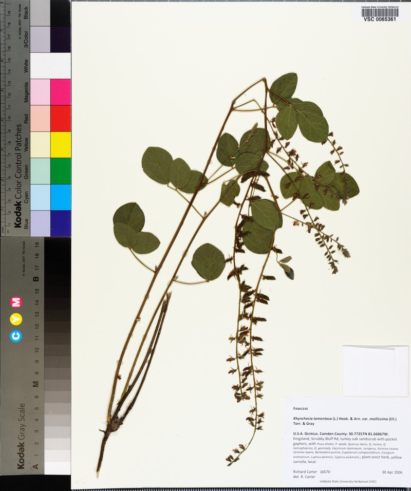 Rhynchosia tomentosa var. mollissima photo 5