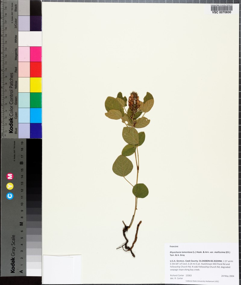 Rhynchosia tomentosa var. mollissima photo 6