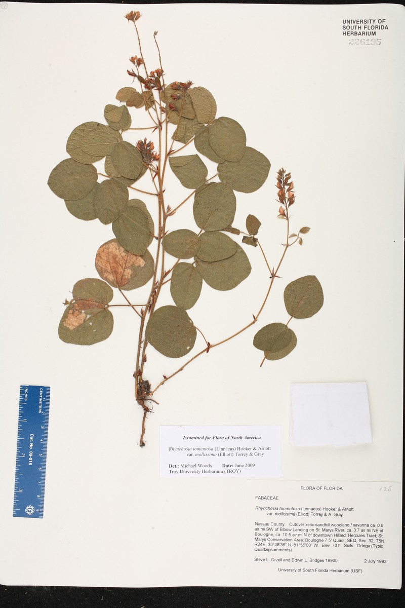 Rhynchosia tomentosa var. mollissima photo 7