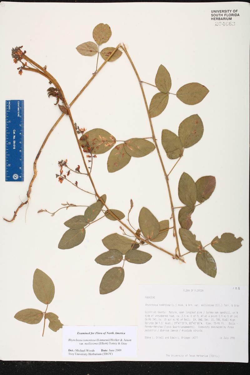 Rhynchosia tomentosa var. mollissima photo 8