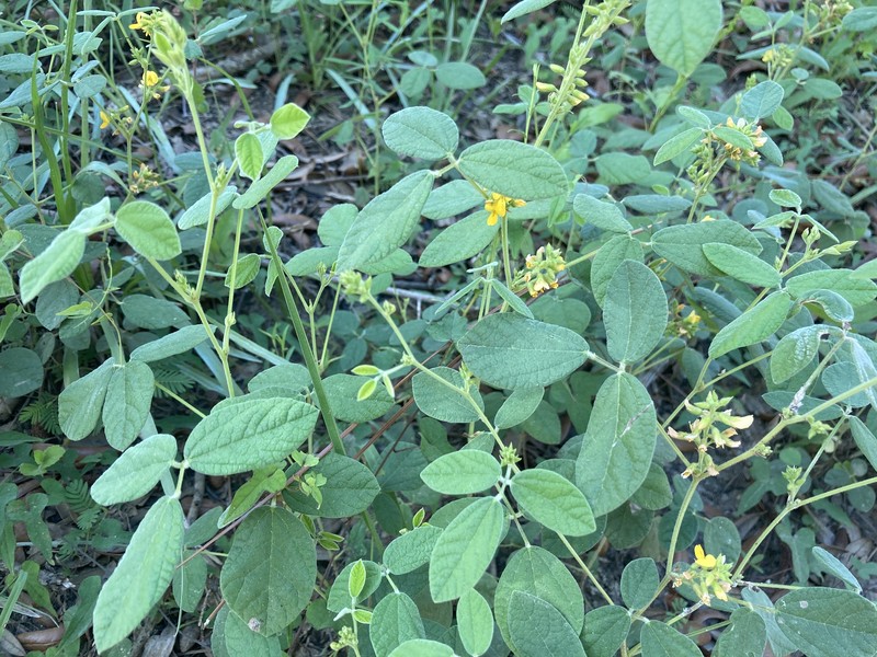 Rhynchosia tomentosa var. tomentosa