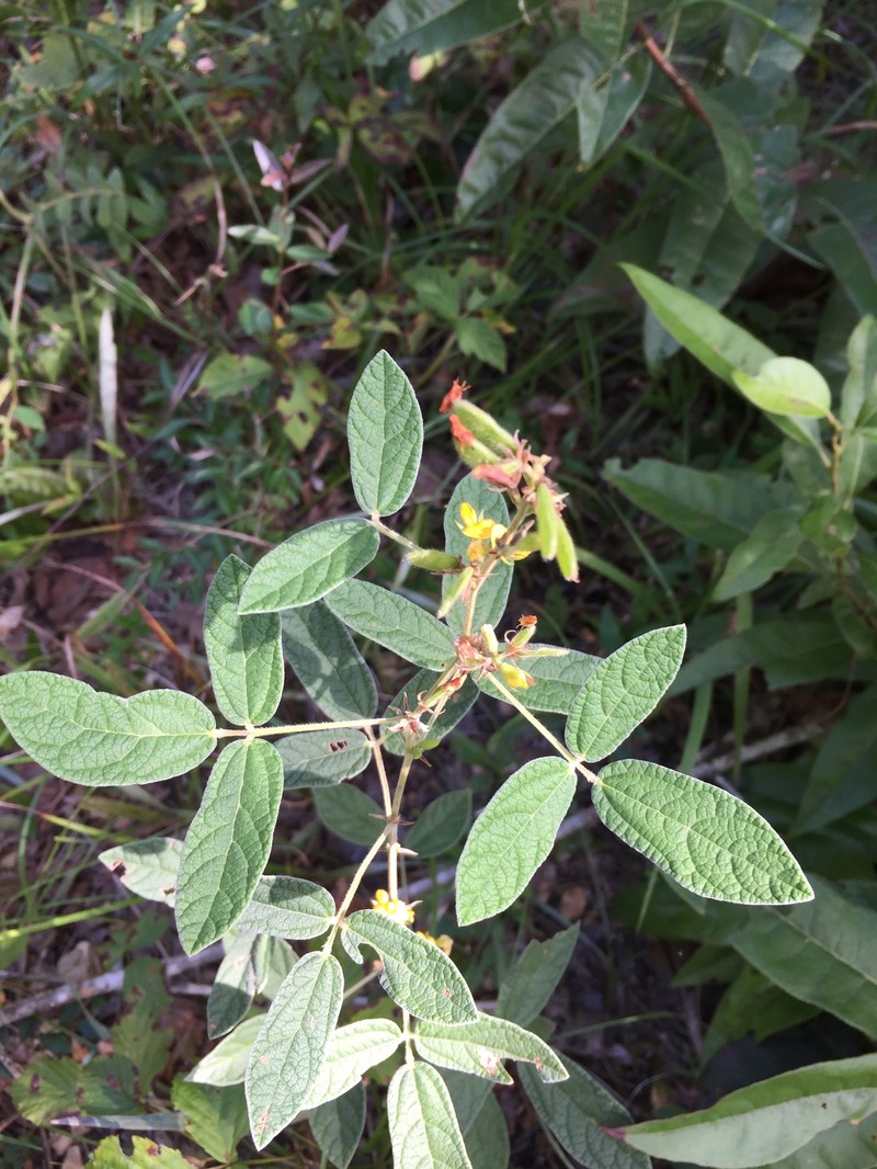Rhynchosia tomentosa var. tomentosa photo 2