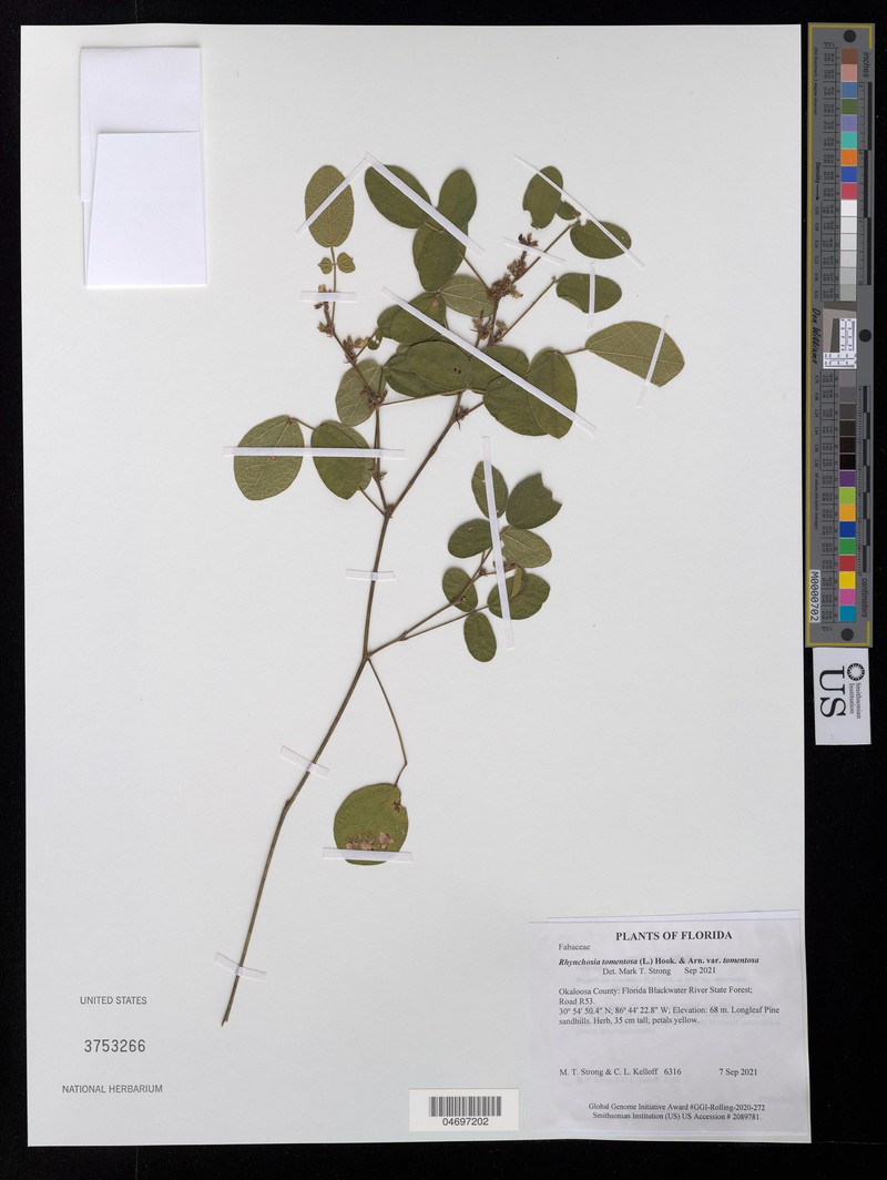 Rhynchosia tomentosa var. tomentosa photo 3