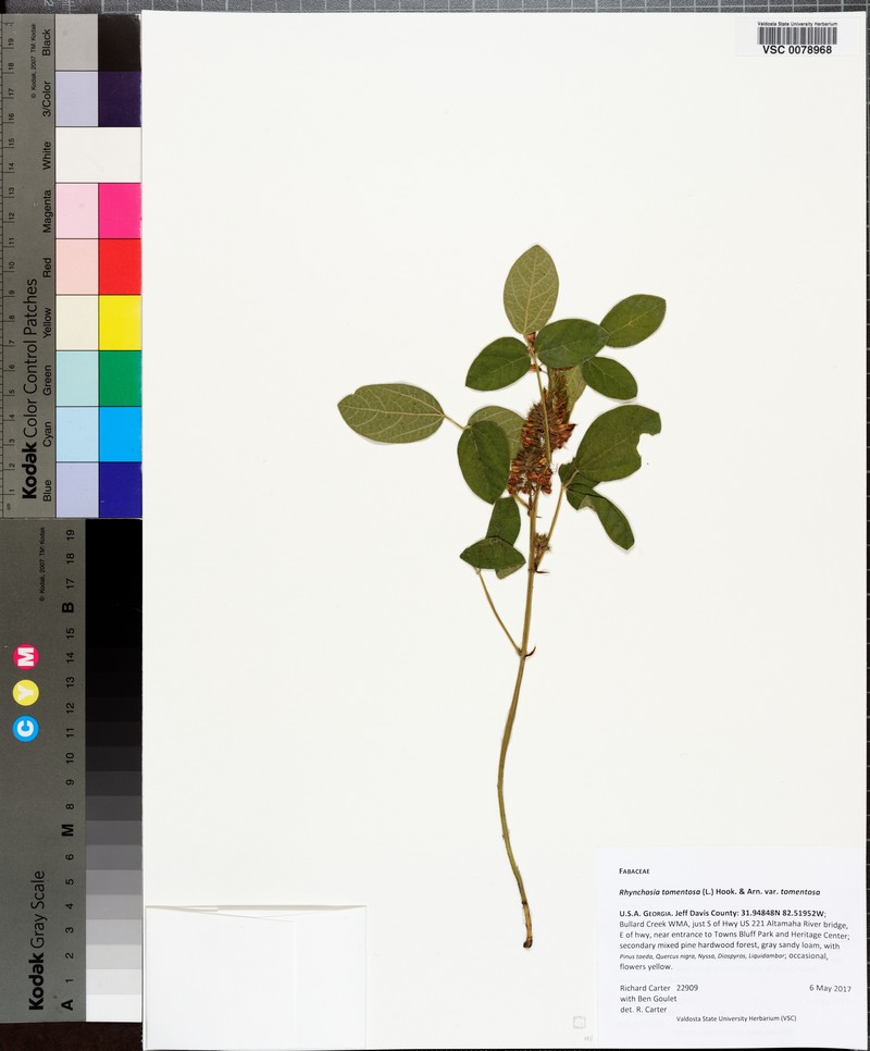 Rhynchosia tomentosa var. tomentosa photo 4