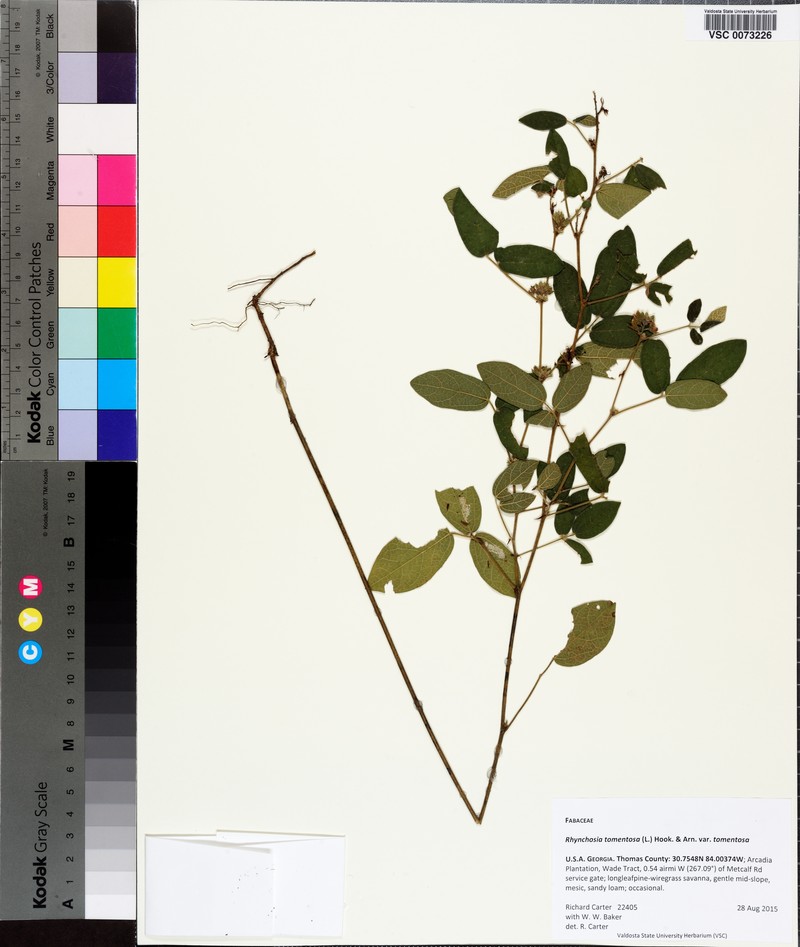 Rhynchosia tomentosa var. tomentosa photo 5