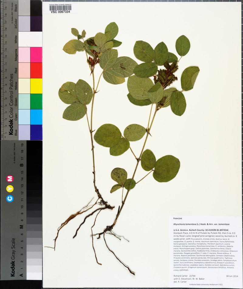 Rhynchosia tomentosa var. tomentosa photo 6