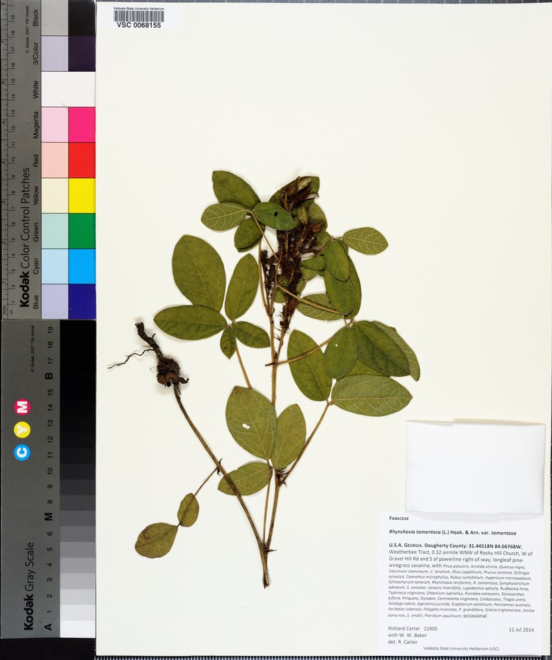 Rhynchosia tomentosa var. tomentosa photo 7