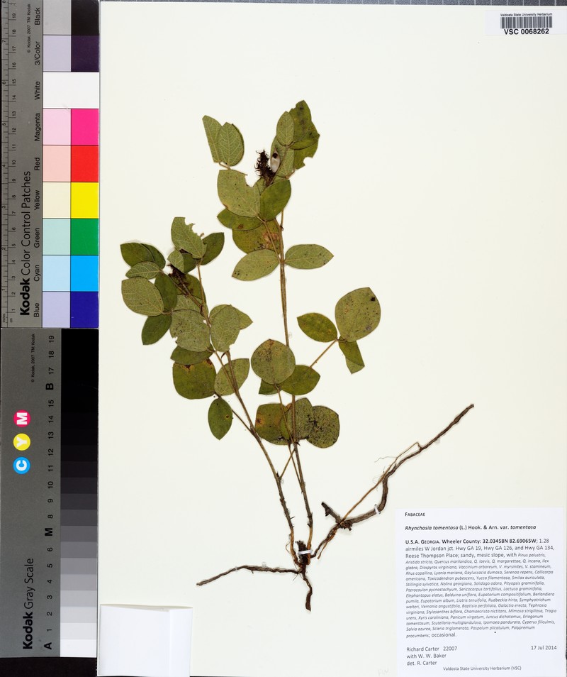 Rhynchosia tomentosa var. tomentosa photo 8