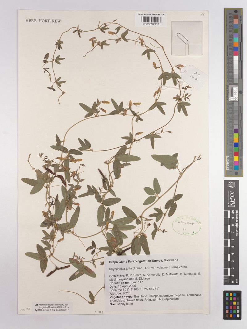 Rhynchosia totta var. longicalyx