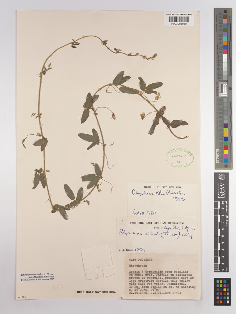 Rhynchosia totta var. longicalyx photo 2