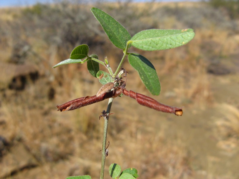 Rhynchosia totta var. namaensis