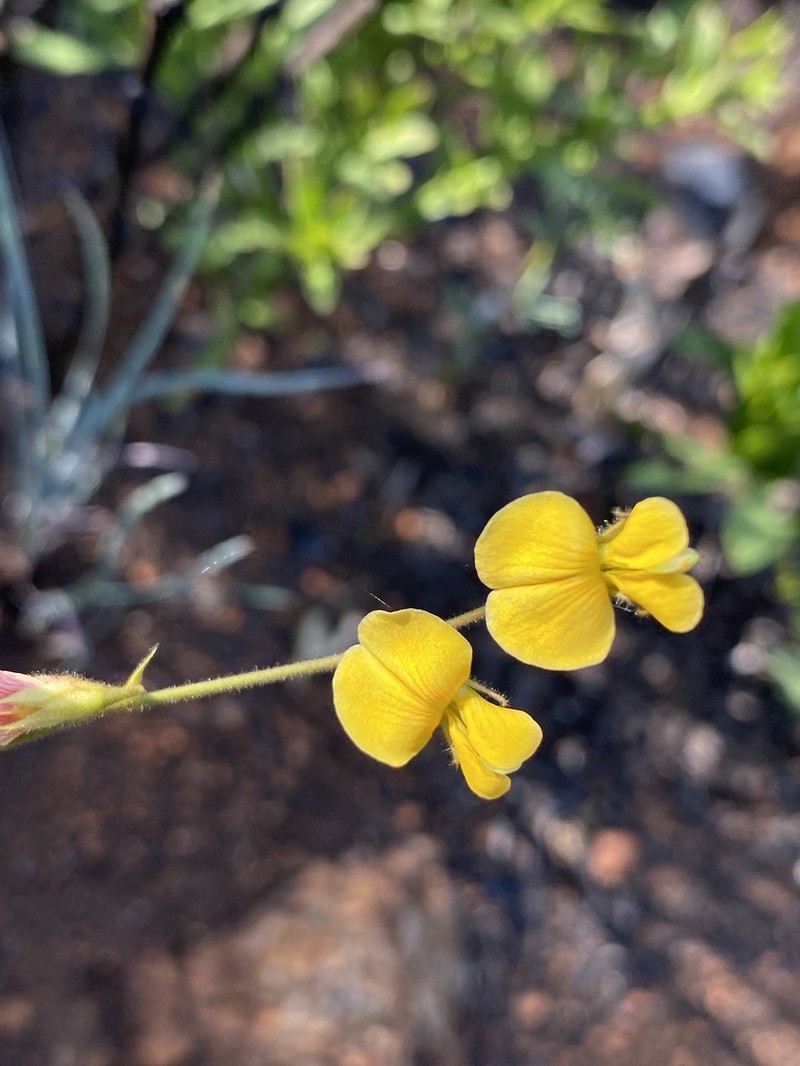 Rhynchosia totta var. totta