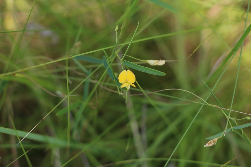 Rhynchosia totta var. totta photo 2
