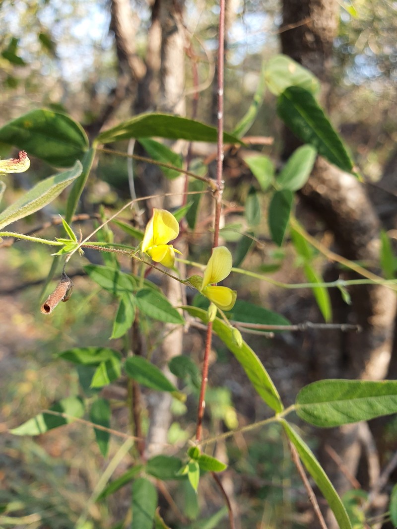 Rhynchosia totta var. totta photo 3