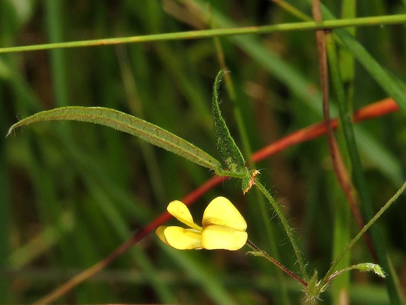 Rhynchosia totta var. totta photo 4