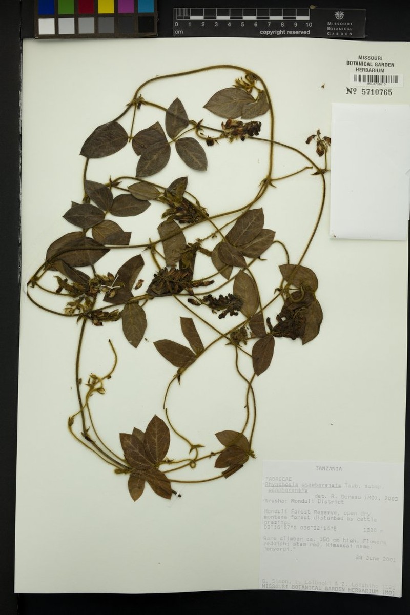 Rhynchosia usambarensis subsp. usambarensis