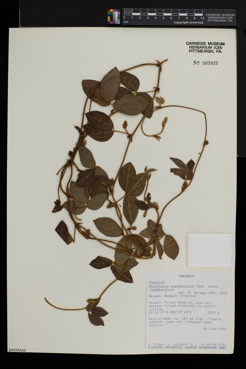 Rhynchosia usambarensis subsp. usambarensis photo 2