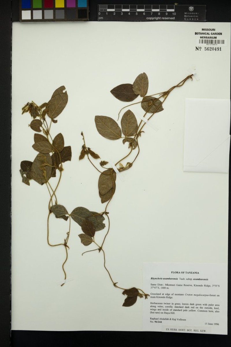 Rhynchosia usambarensis subsp. usambarensis photo 3