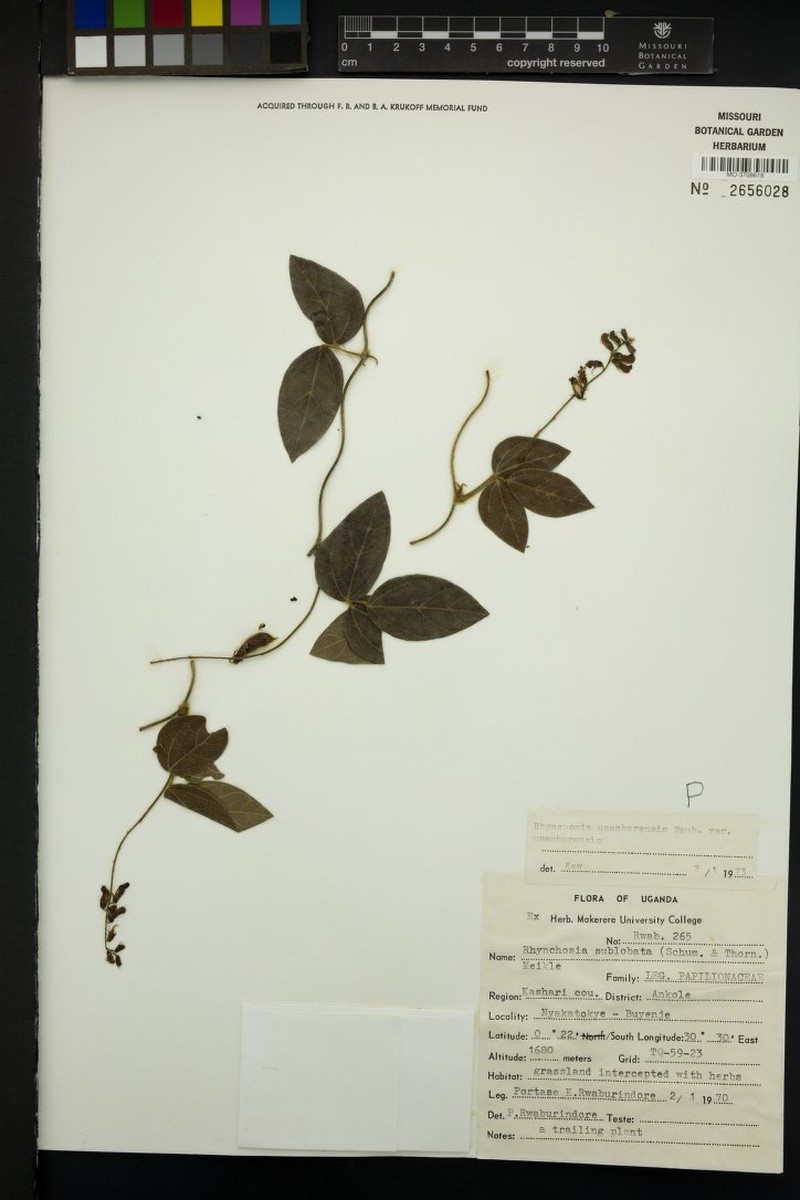 Rhynchosia usambarensis subsp. usambarensis photo 4