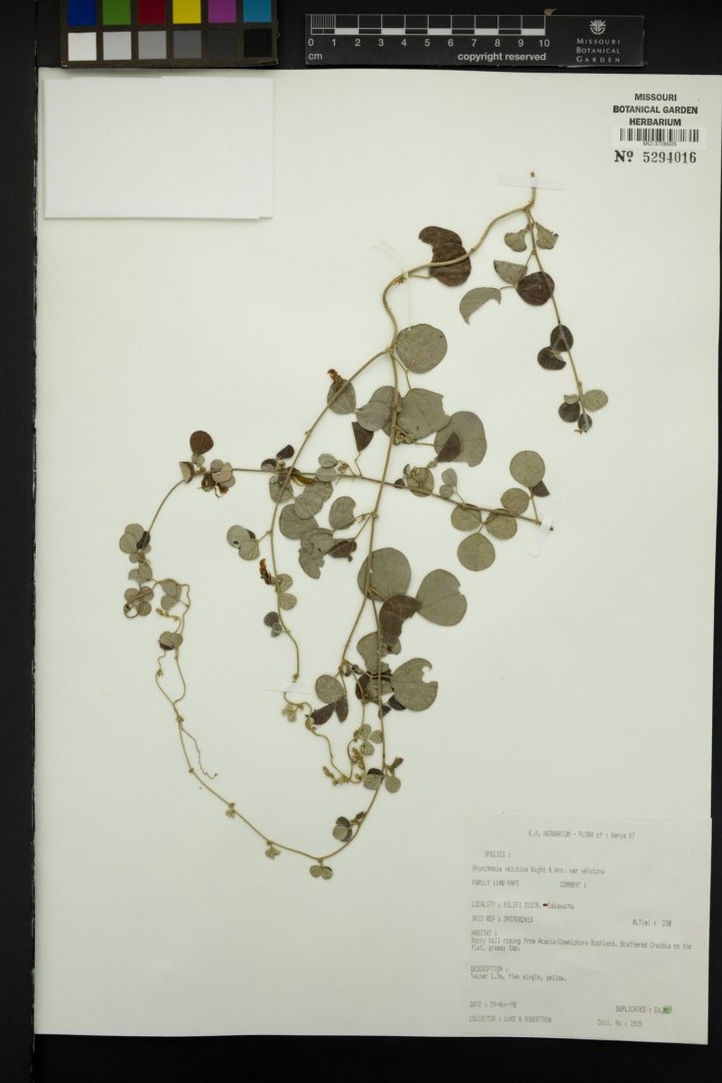 Rhynchosia velutina var. velutina