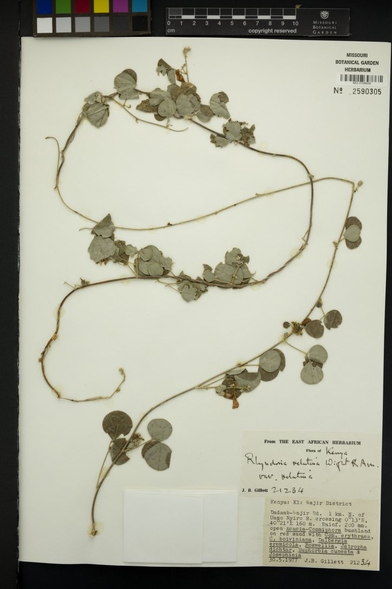 Rhynchosia velutina var. velutina photo 3